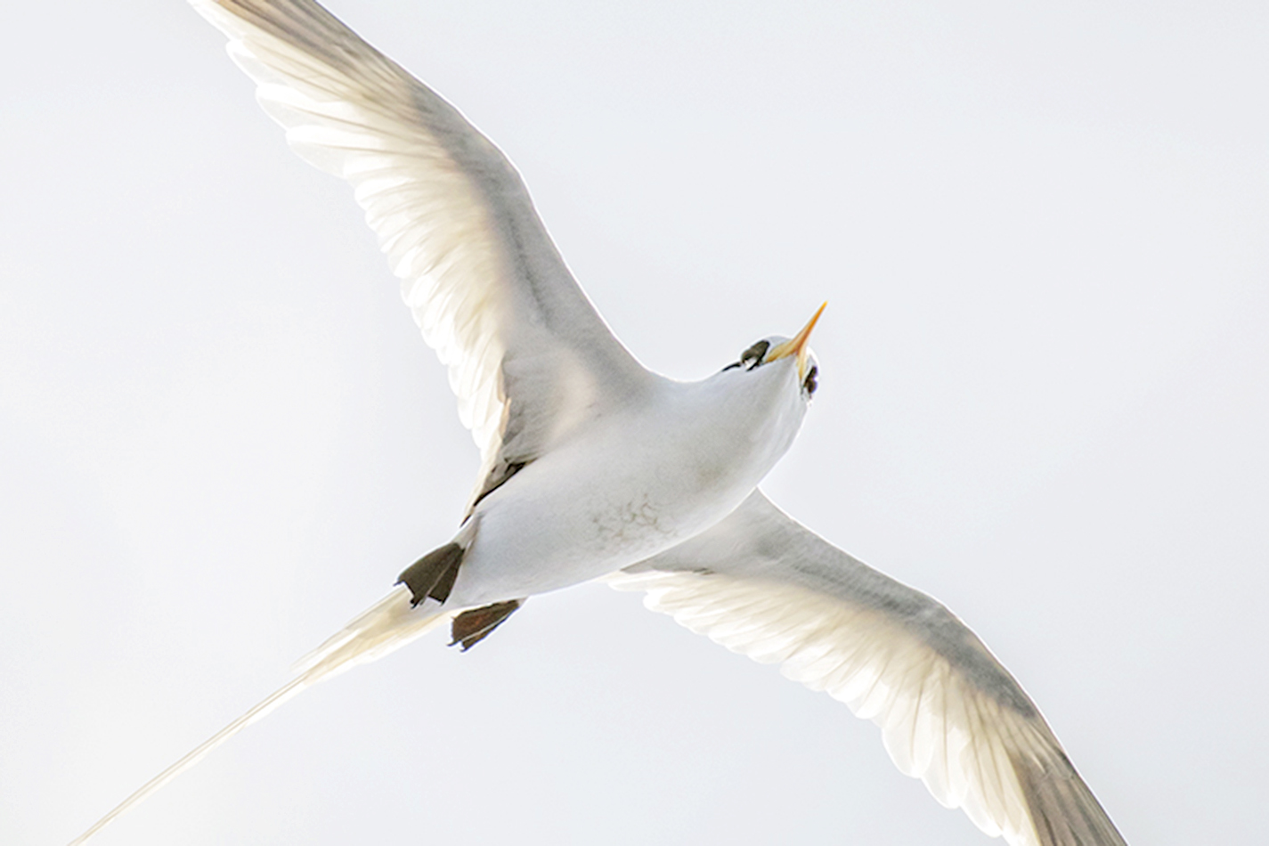 bird watching tourism