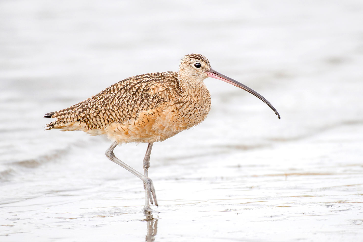 birdwatching tours in texas