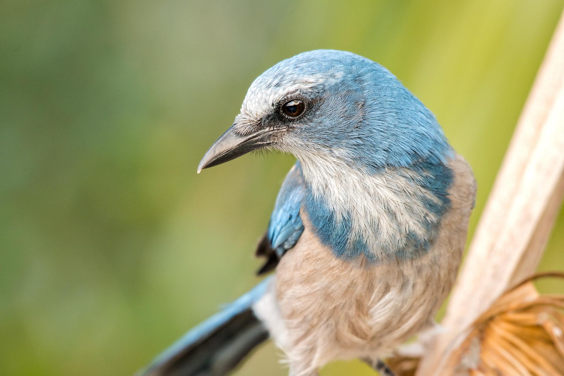 bird watching tourism