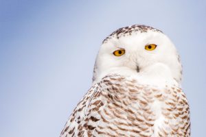 owl Alpine Corporation White Owl on Tree Trunk Statuary JUM584