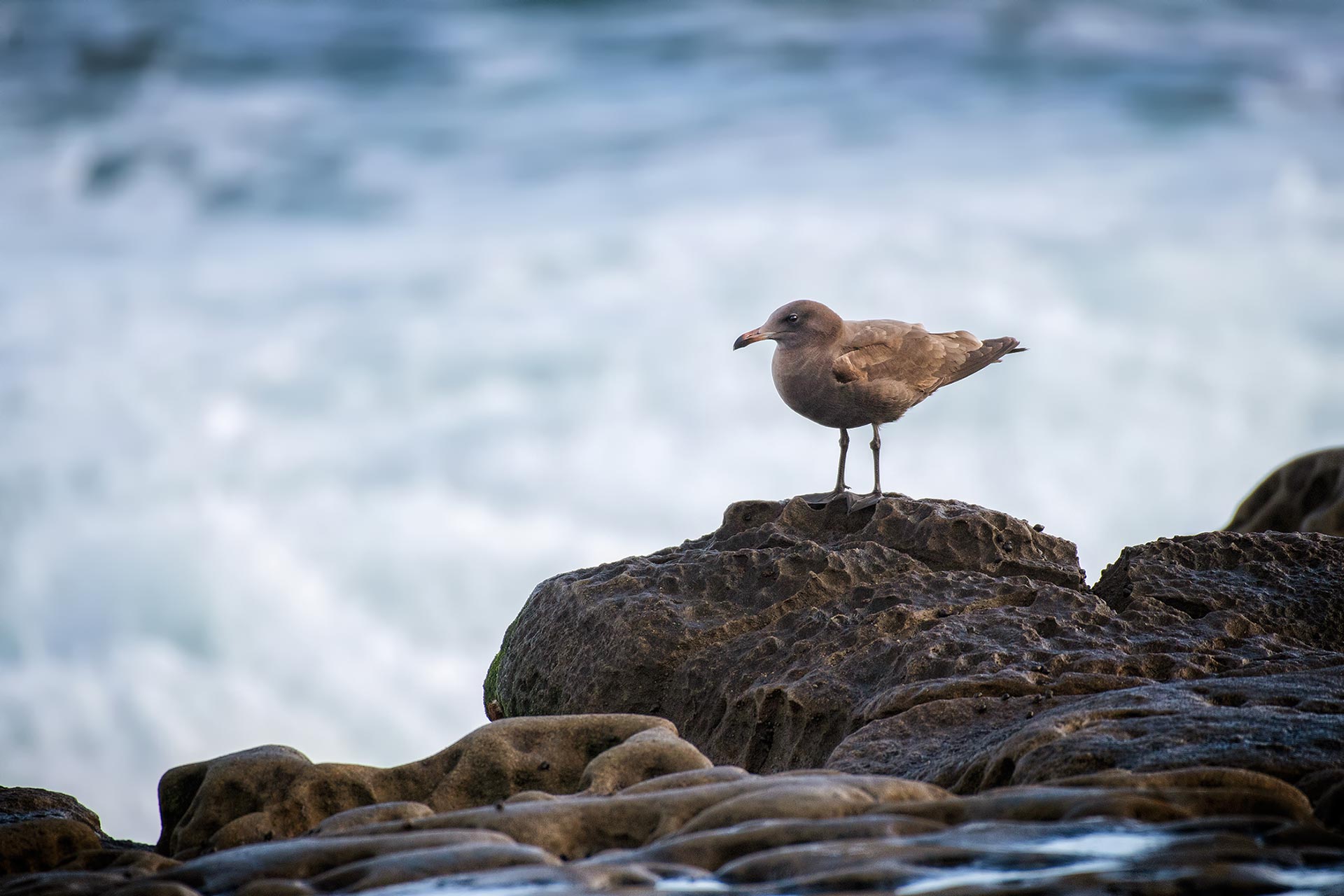 Bird Heermann's Gull