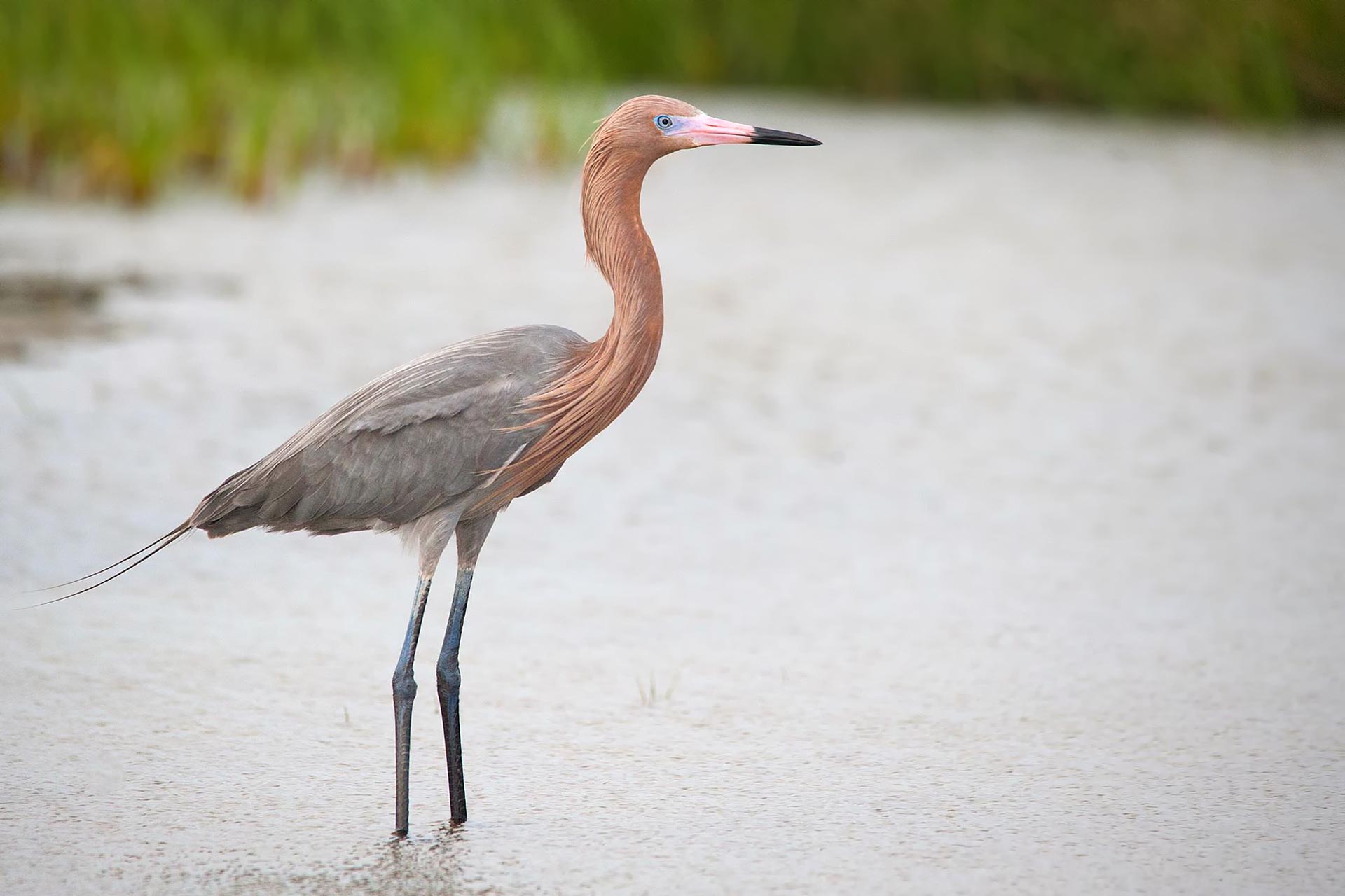 Bird Reddish Egret