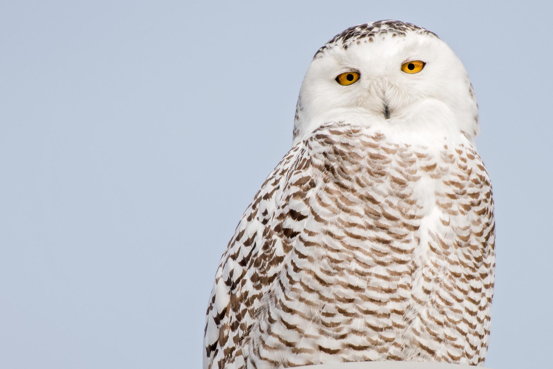 Bird Snowy Owl