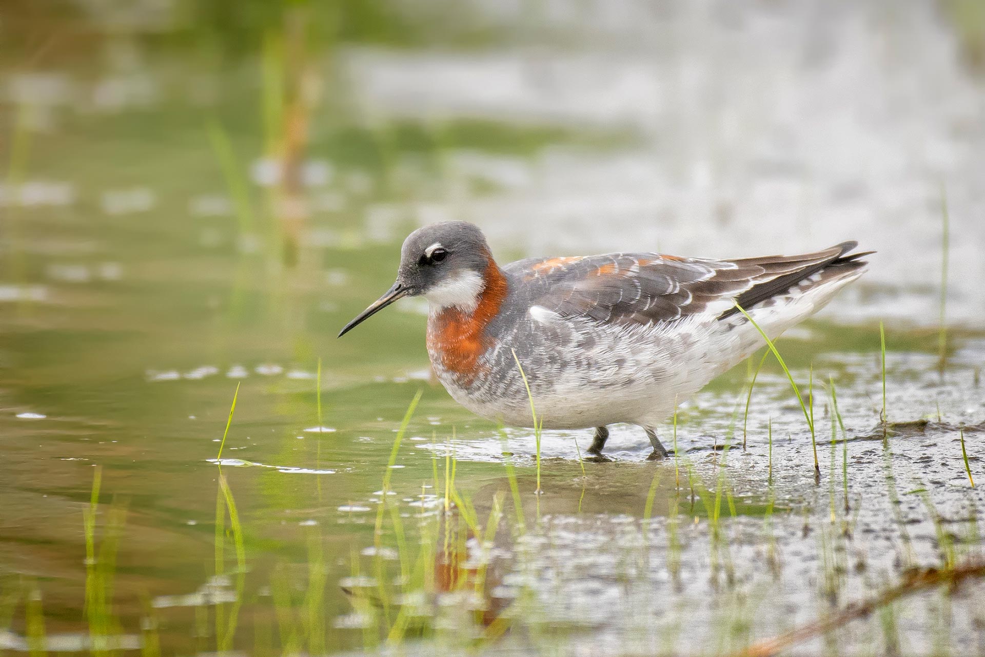 birding tours in alaska