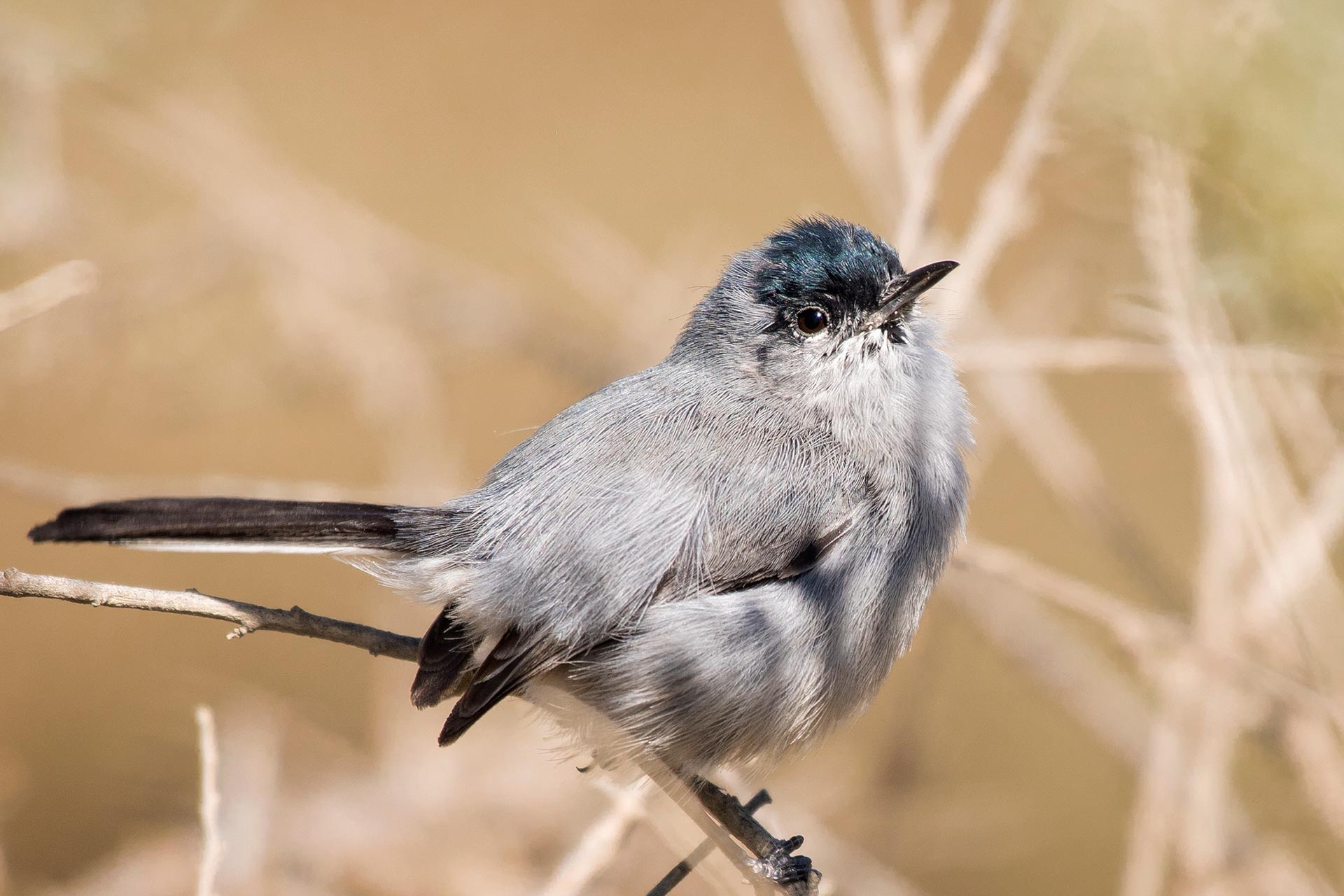 birding tours 2023