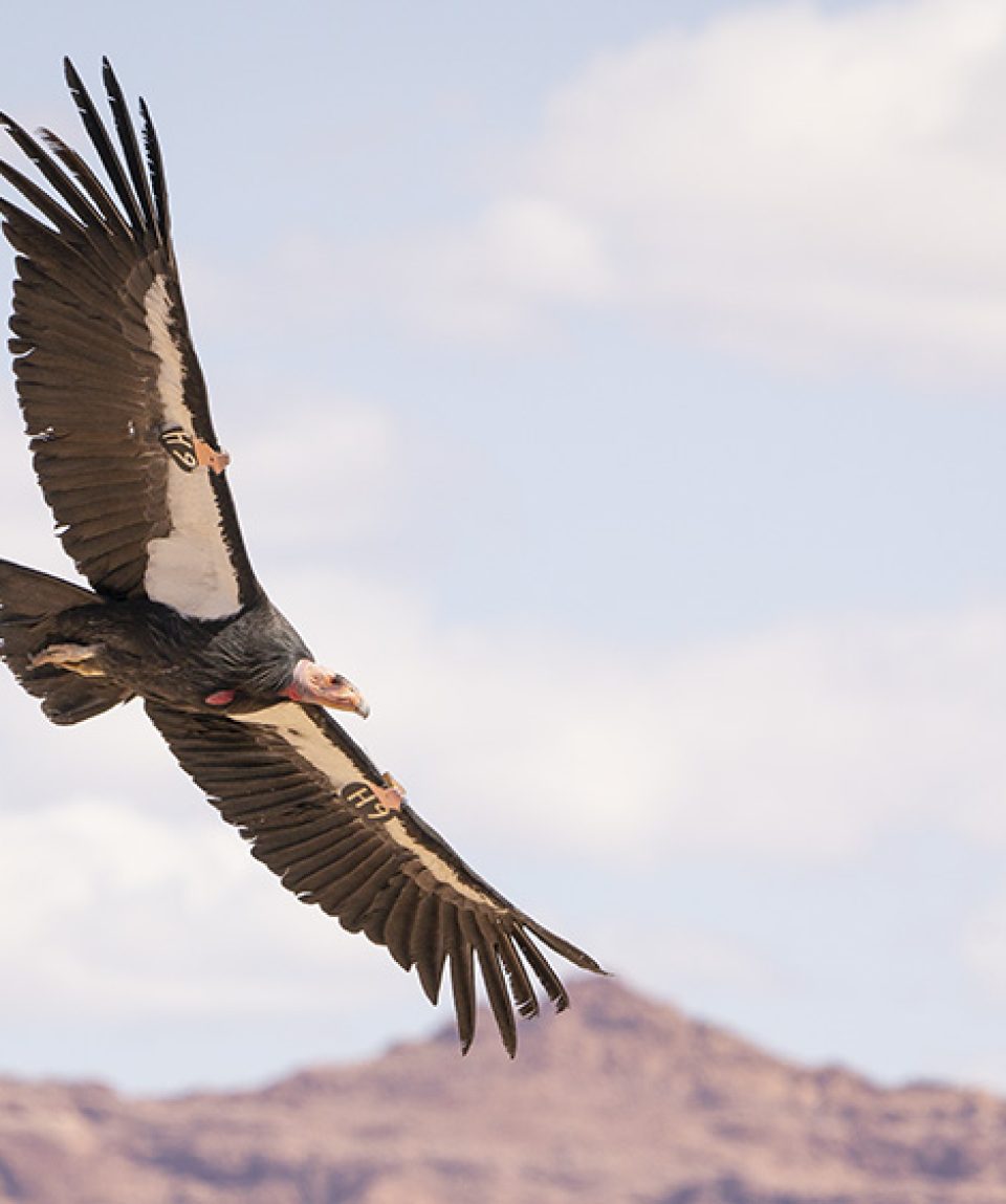 California-Condor-Tile