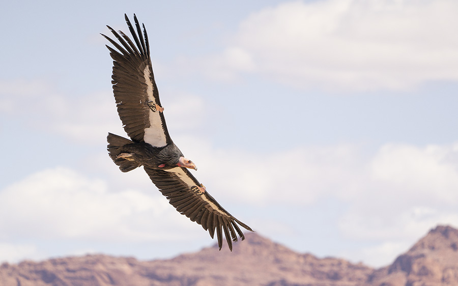 Northern Arizona birding tour