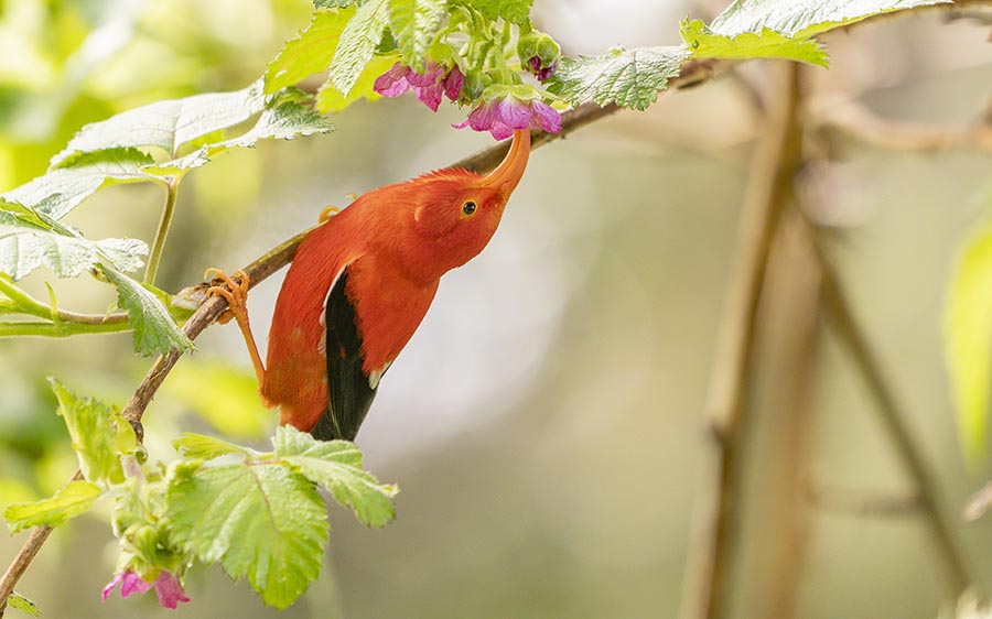 Hawaii birding tours