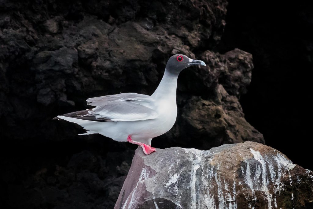 galapagos islands birding tours