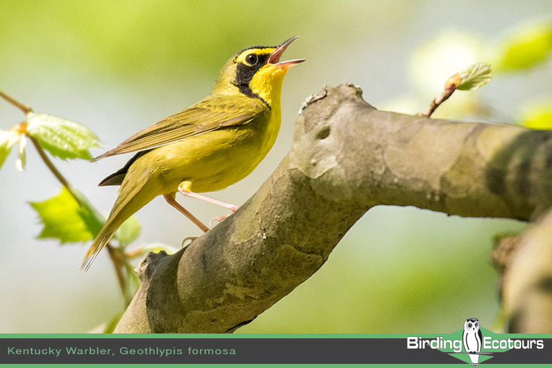 Alabama Dauphin Island Spring Migration Birding Tour 2024