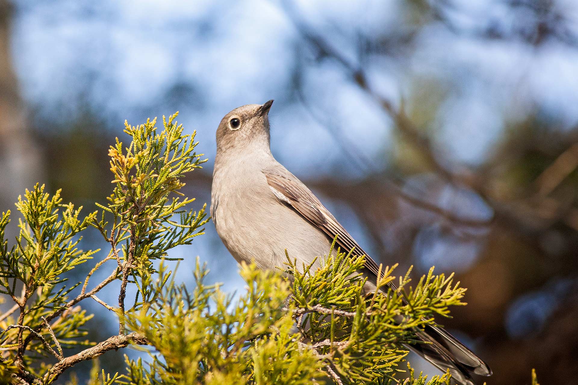 bird watching tourism