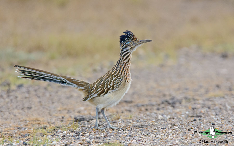 Texas birding tours