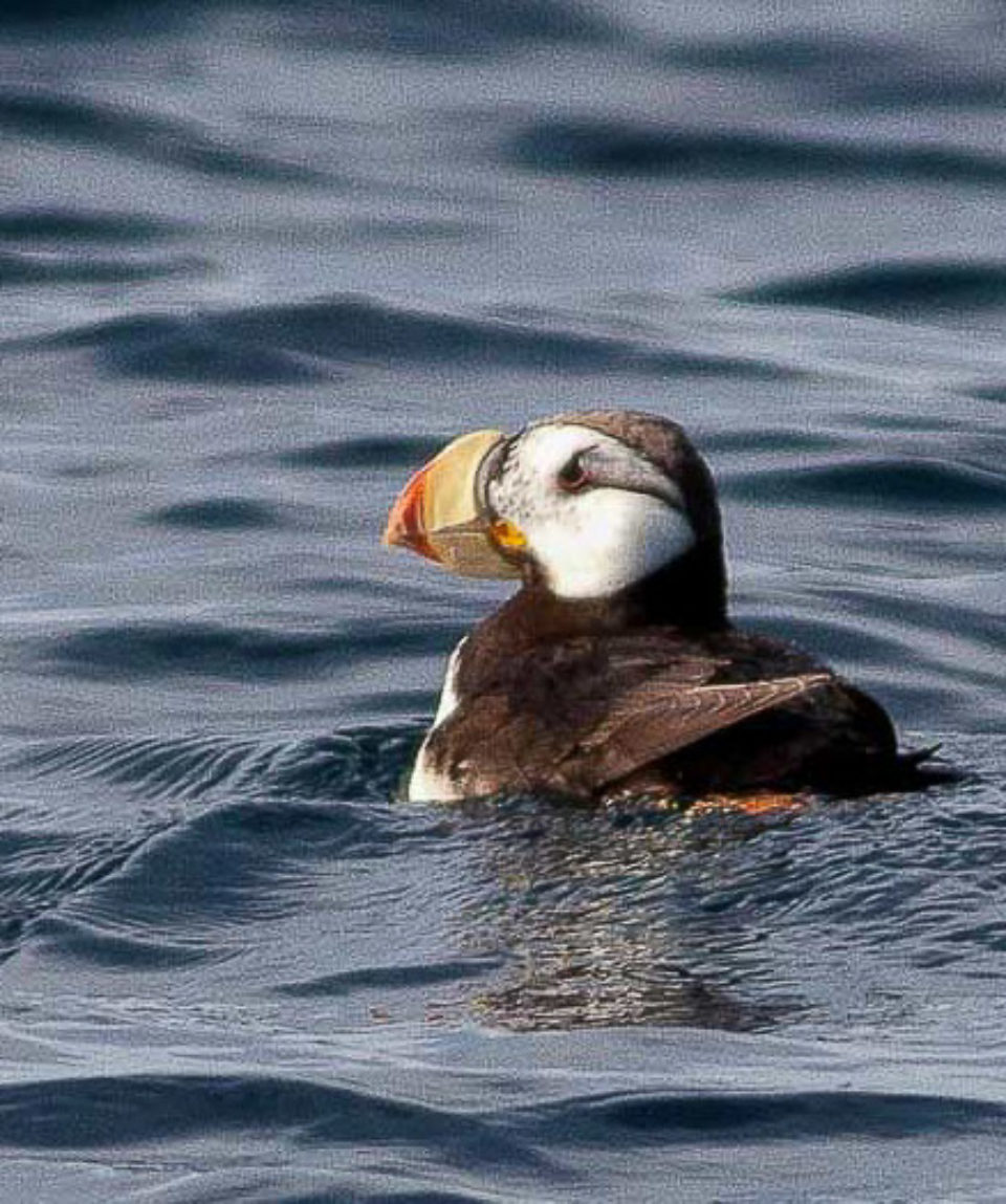 Horned Puffin