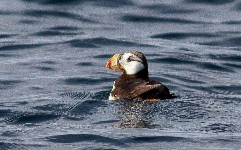 Alaska birding