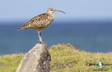 Bristle-thighed Curlew