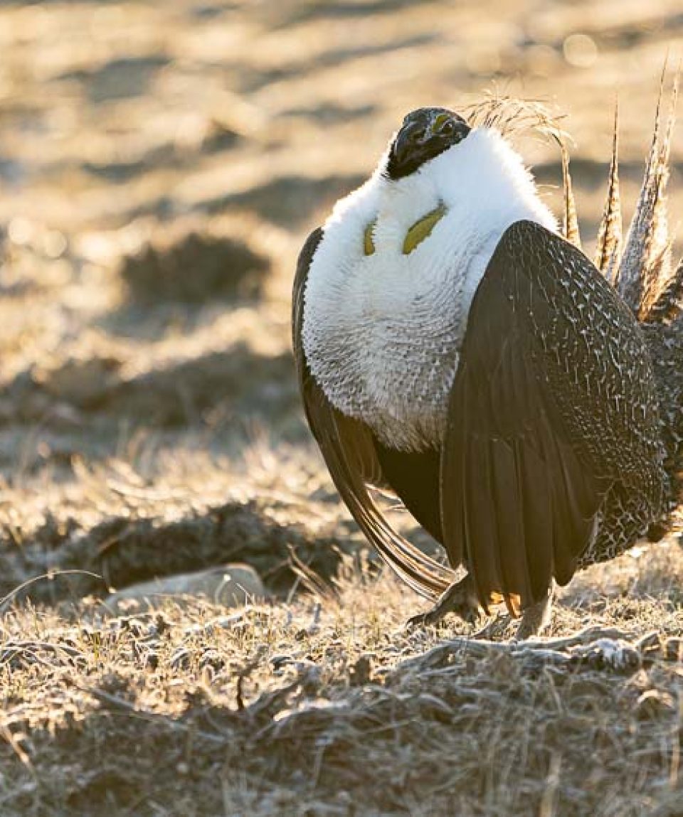 Greater-Sage-Grouse-Tile