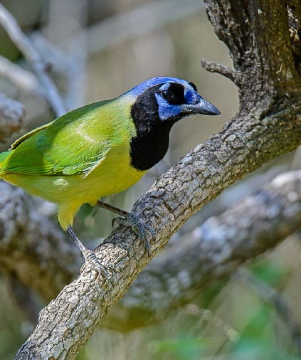 Green Jay