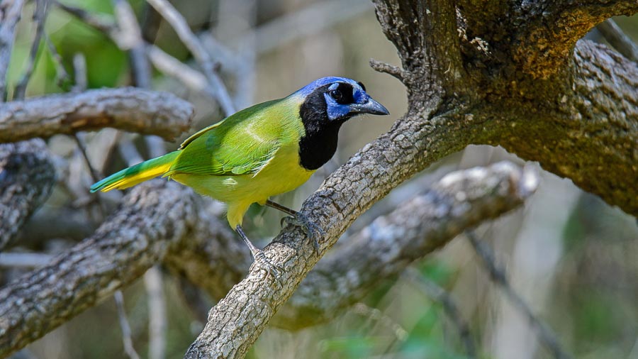 Texas spring birding tour