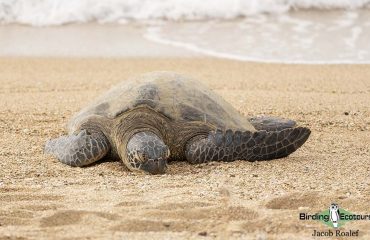 Green Sea Turtle