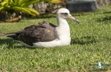 Laysan Albatross