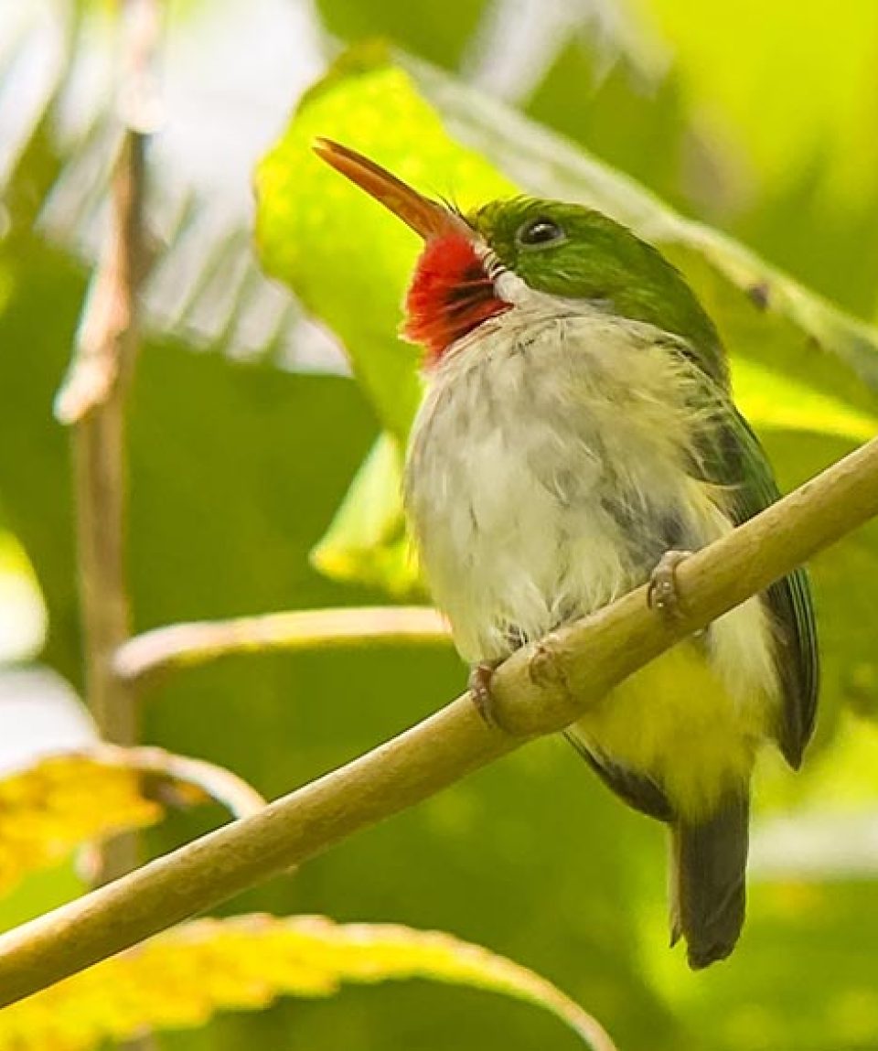 Puerto Rican Tody -Tile