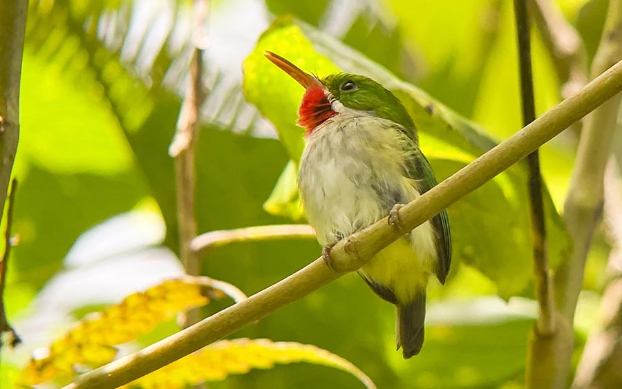 Puerto Rico birding tour