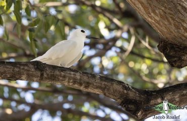 White Tern