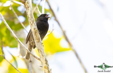 Black-faced-Grassquit