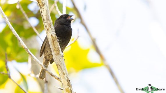 Black-faced-Grassquit