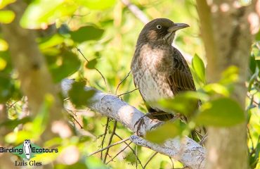 Pearly-eyed-Thrasher