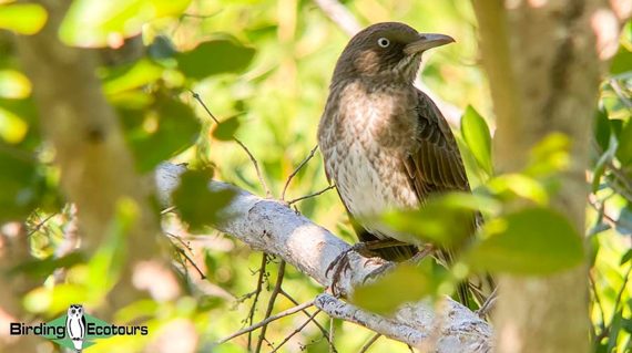 Pearly-eyed-Thrasher