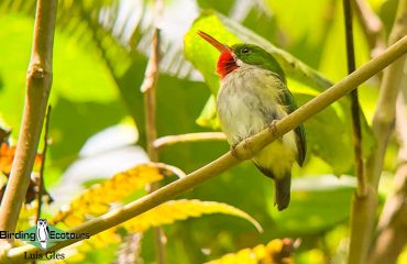 Puerto-Rican-Tody