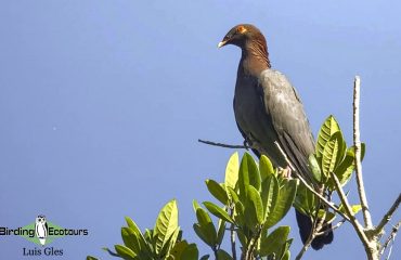 Scaly-naped-Pigeon-Luis-Website