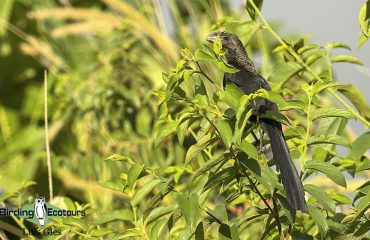 Smooth-billed-Ani-Luis-Website