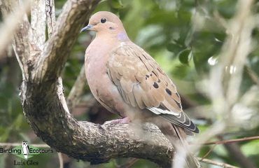 Zenaida-Dove-Luis-Website