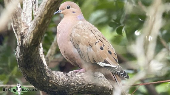 Zenaida-Dove-Luis-Website